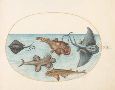 Animalia Aquatilia et Cochiliata (Aqua) - Plate XIII by Joris Hoefnagel